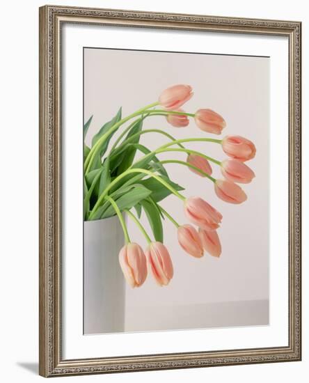 Pink Tulips, 1999-Norman Hollands-Framed Photographic Print