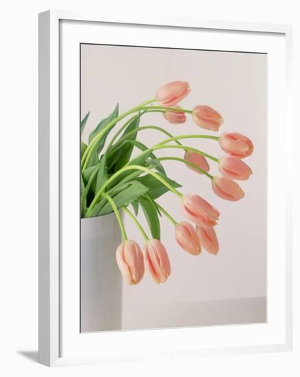 Pink Tulips, 1999-Norman Hollands-Framed Photographic Print