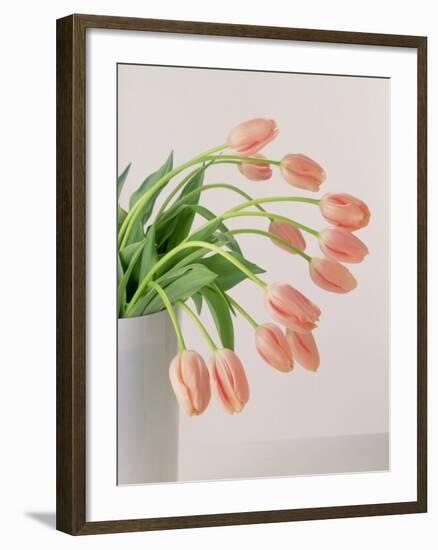 Pink Tulips, 1999-Norman Hollands-Framed Photographic Print