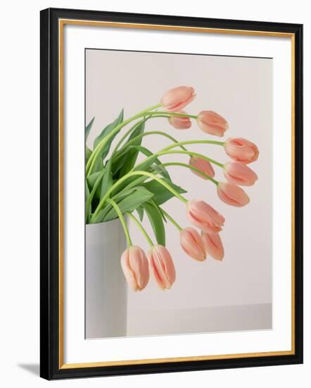 Pink Tulips, 1999-Norman Hollands-Framed Photographic Print