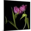 Pink Tulips 1-Magda Indigo-Mounted Photographic Print