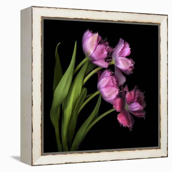 Pink Tulips 2-Magda Indigo-Framed Stretched Canvas