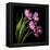 Pink Tulips 2-Magda Indigo-Framed Stretched Canvas