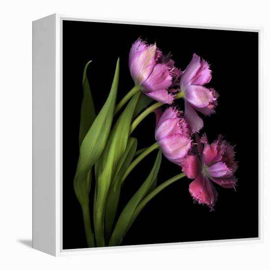 Pink Tulips 2-Magda Indigo-Framed Stretched Canvas