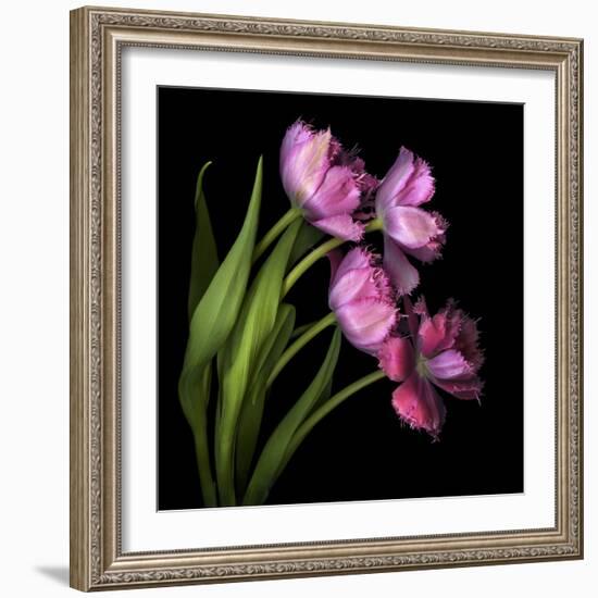 Pink Tulips 2-Magda Indigo-Framed Photographic Print