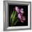 Pink Tulips 2-Magda Indigo-Framed Photographic Print