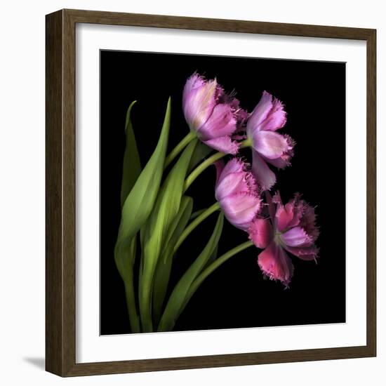 Pink Tulips 2-Magda Indigo-Framed Photographic Print