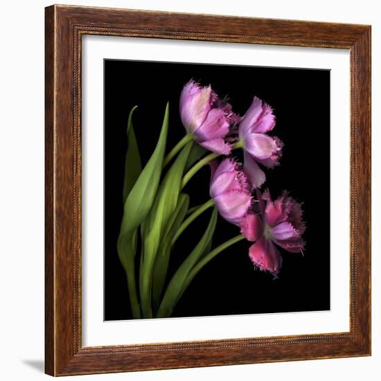 Pink Tulips 2-Magda Indigo-Framed Photographic Print