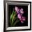 Pink Tulips 2-Magda Indigo-Framed Photographic Print