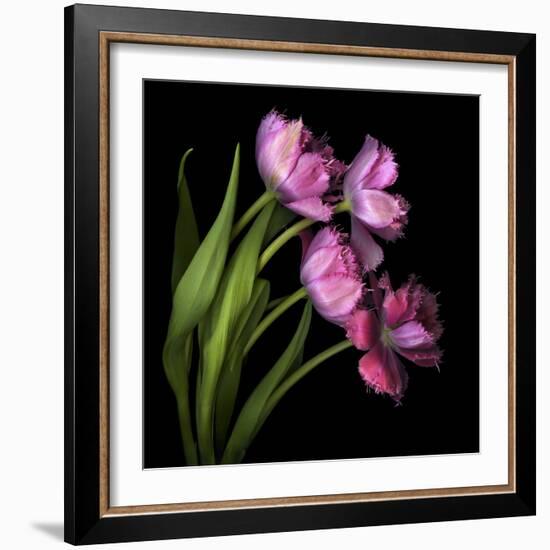 Pink Tulips 2-Magda Indigo-Framed Photographic Print