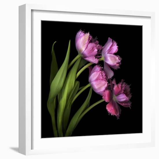 Pink Tulips 2-Magda Indigo-Framed Photographic Print