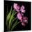 Pink Tulips 2-Magda Indigo-Mounted Photographic Print