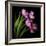 Pink Tulips 2-Magda Indigo-Framed Photographic Print