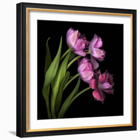 Pink Tulips 2-Magda Indigo-Framed Photographic Print