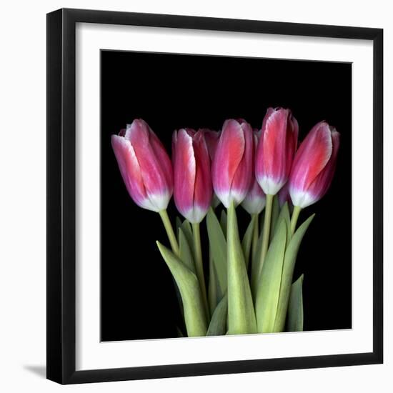 Pink Tulips 3-Magda Indigo-Framed Photographic Print