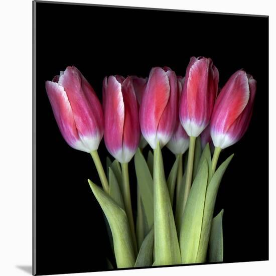 Pink Tulips 3-Magda Indigo-Mounted Photographic Print