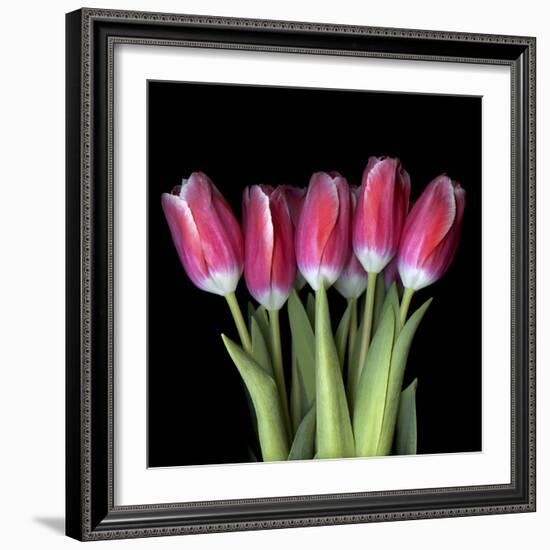 Pink Tulips 3-Magda Indigo-Framed Photographic Print