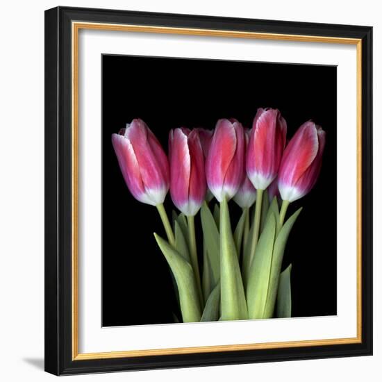 Pink Tulips 3-Magda Indigo-Framed Photographic Print