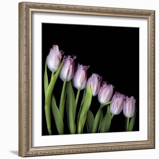 Pink Tulips 4-Magda Indigo-Framed Photographic Print