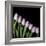 Pink Tulips 4-Magda Indigo-Framed Photographic Print