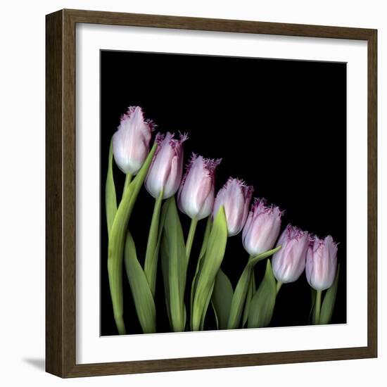 Pink Tulips 4-Magda Indigo-Framed Photographic Print