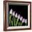 Pink Tulips 4-Magda Indigo-Framed Photographic Print