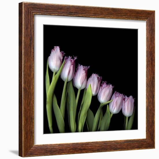 Pink Tulips 4-Magda Indigo-Framed Photographic Print