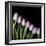 Pink Tulips 4-Magda Indigo-Framed Photographic Print