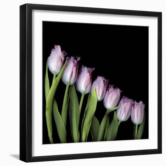 Pink Tulips 4-Magda Indigo-Framed Photographic Print