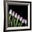 Pink Tulips 4-Magda Indigo-Framed Photographic Print