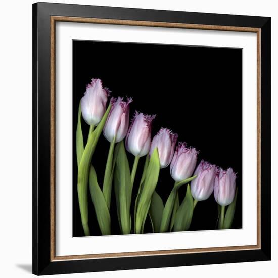 Pink Tulips 4-Magda Indigo-Framed Photographic Print