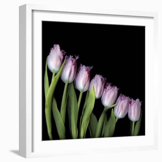 Pink Tulips 4-Magda Indigo-Framed Photographic Print