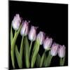 Pink Tulips 4-Magda Indigo-Mounted Photographic Print