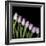 Pink Tulips 4-Magda Indigo-Framed Photographic Print