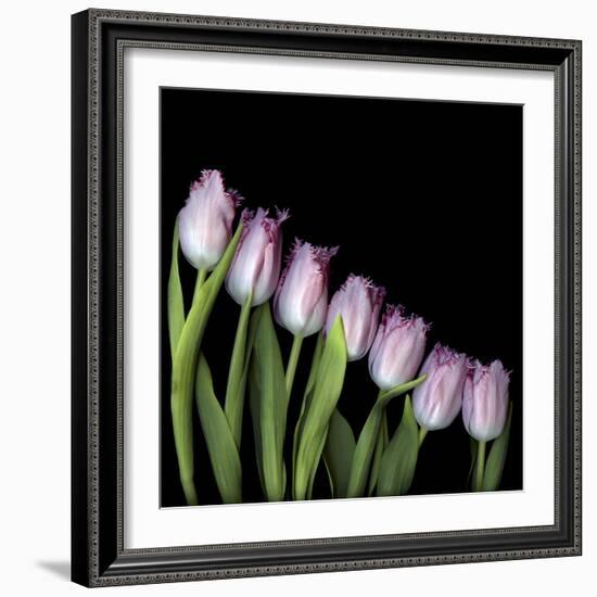 Pink Tulips 4-Magda Indigo-Framed Photographic Print