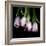 Pink Tulips 5-Magda Indigo-Framed Photographic Print