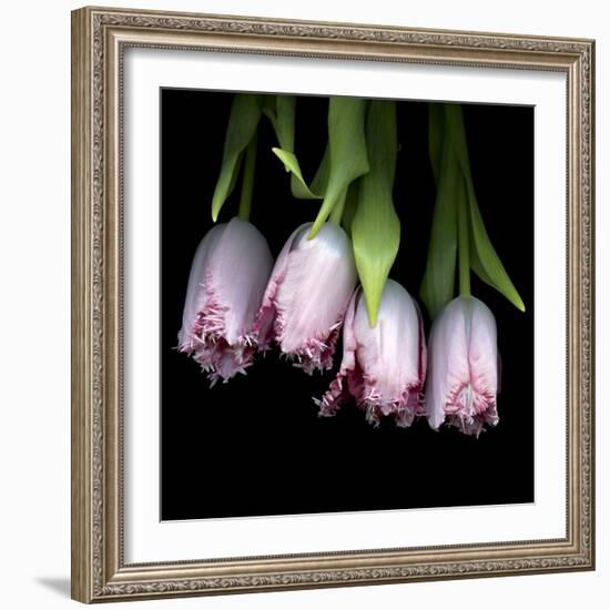 Pink Tulips 5-Magda Indigo-Framed Photographic Print