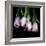 Pink Tulips 5-Magda Indigo-Framed Photographic Print