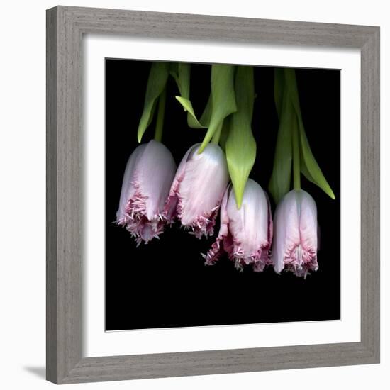 Pink Tulips 5-Magda Indigo-Framed Photographic Print