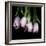 Pink Tulips 5-Magda Indigo-Framed Photographic Print