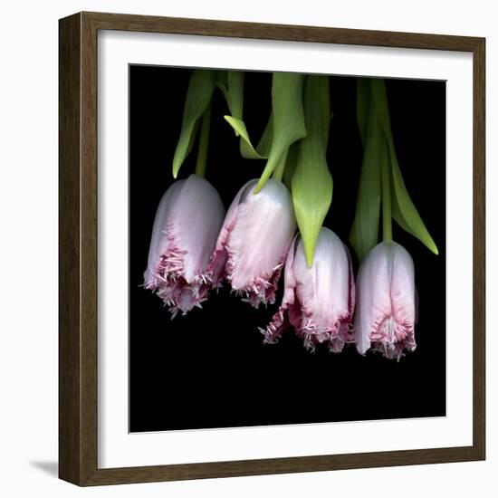 Pink Tulips 5-Magda Indigo-Framed Photographic Print