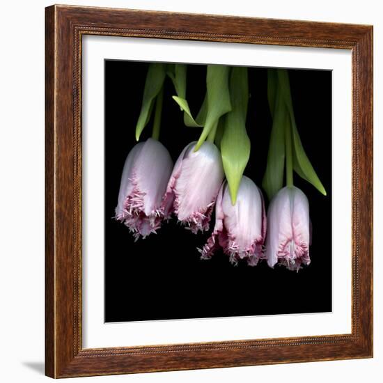 Pink Tulips 5-Magda Indigo-Framed Photographic Print