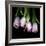 Pink Tulips 5-Magda Indigo-Framed Photographic Print