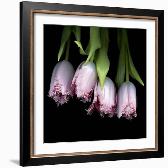 Pink Tulips 5-Magda Indigo-Framed Photographic Print
