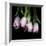 Pink Tulips 5-Magda Indigo-Framed Photographic Print