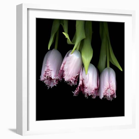 Pink Tulips 5-Magda Indigo-Framed Photographic Print