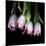 Pink Tulips 5-Magda Indigo-Mounted Photographic Print