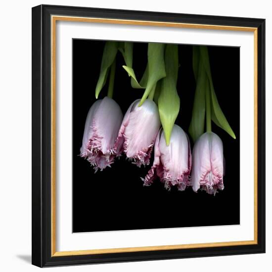 Pink Tulips 5-Magda Indigo-Framed Photographic Print