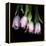 Pink Tulips 5-Magda Indigo-Framed Stretched Canvas