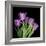 Pink Tulips 6-Magda Indigo-Framed Photographic Print